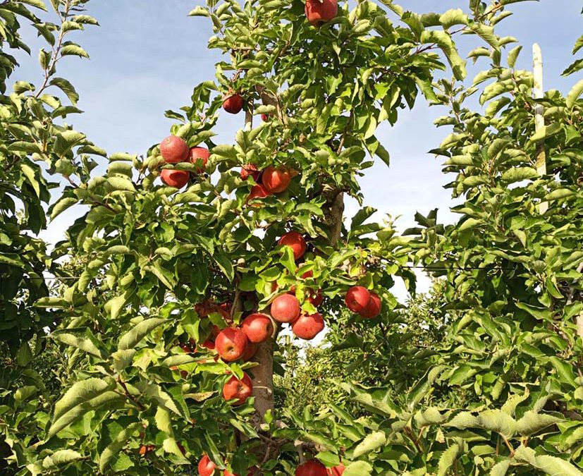 Rund um den Apfel
