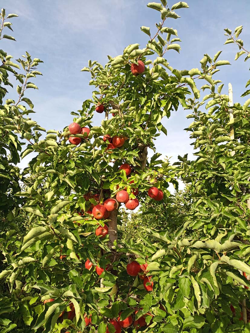 Apfelbaum